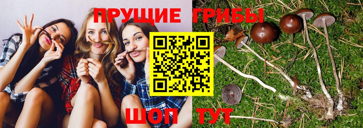 Галлюциногенные грибы Cubensis Балашов